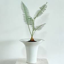 Image result for Monadenium spinulosum