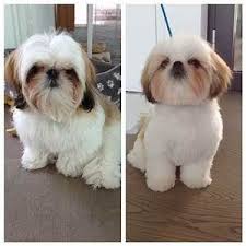 Shih Tzu Haircuts Before And After Goldenacresdogs Com Shihtzu Shih Tzu Haircuts Shih Tzu Grooming Shih Tzu