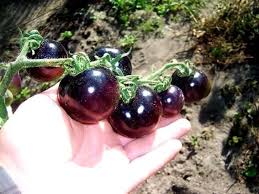 مجموعه صور لأغرب أنواع الطماطم من أنحاء العالم Eg Moon Tomato Seeds Growing Tomatoes Growing Tomato Plants