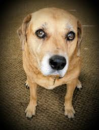 Losing a pet is never easy