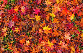 We did not find results for: Wallpaper Autumn Leaves Background Colorful Red Maple Background Autumn Leaves Autumn Maple Images For Desktop Section Tekstury Download