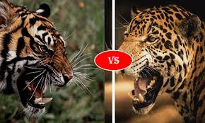 Bengal Tiger Vs Jaguar Fight Comparison Who Will Win
