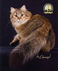 Chocolate is the breeder's term of choice for a brown base colour. Siberian The Cat Fanciers Association Inc