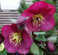 It's a good idea to place them with other low plants which can provide shade for the bulb and root system. Hybrid Hellebores Carolyn S Shade Gardens