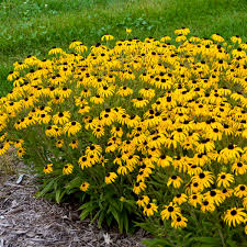 Yellow ray flowers are broad; 16 Yellow Perennials Walters Gardens Inc