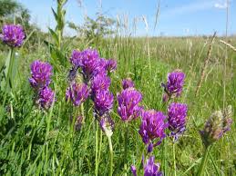 Image result for Crotalaria onobrychis