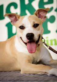 With convenient evening and weekend hours, patients will receive prompt medical attention without an appointment. Highland Park Pet Ultrasound Veterinary Higland Park Veterinary Clinic