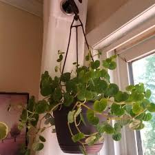 I Picked Up This Adorable Little Gem At Lowes It Didn T Come With A Tag So I M Not Sure What It Is I Think A Peperomia Of Some Ty Plants Houseplants Peperomia