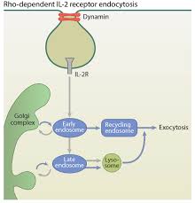 For these functions, body cells carry out the processes of exocytosis and endocytosis. What Is Rho Dependent Il 2 Receptor Endocytosis Mbinfo
