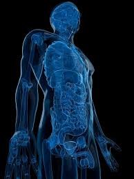 3d viewer is not available. Male Anatomy Artwork By Sciepro