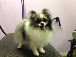 Gentle paws pet grooming is a family owned dog grooming salon located in appleton, wi. Paws Pet Grooming Langebaan Lovelypet