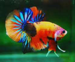 Plakat Tail Rainbow Candy Betta Fish Betta Fish Betta Fish Types Animal Photography