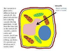 We did not find results for: Life Science Animal Cell Five Parts Of An