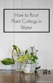 You can also root some vines by just burying one of the nodes on. 55 Plant Rooter Ideas Plants Indoor Plants Indoor Water Garden