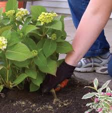 Maybe you would like to learn more about one of these? Cara Menanam Bunga Hydrangea Bibitbunga Com
