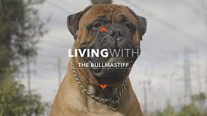 All About Living With The Bullmastiff - Youtube