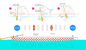 dragon boat basics visual ly