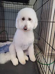 Before and after of Lucy done by Ericka