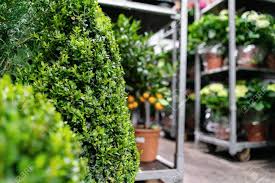 Let us help you say it with flowers! Many Different Plants In Flower Pots In Flowers Store Garden Center And Wholesale Supplier Concept Green Background Lots Of Leaves Stock Photo Picture And Royalty Free Image Image 123350718