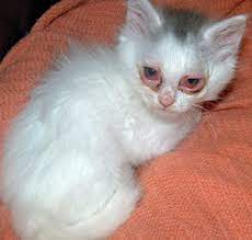 We did not find results for: Wajib Baca 8 Penyakit Mata Pada Kucing Beserta Gambarnya