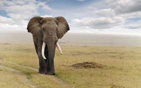 Elephant Computer Wallpapers Desktop Backgrounds 2560x1600 Id 344812 Elephant Wallpaper Elephant Pictures Elephant Images