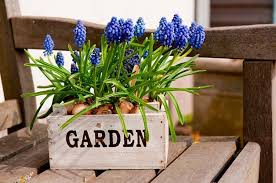 Donâ€™t skimp on this as without enough light you wonâ€™t produce anything edible from the plant. How To Grow Flowers Indoors In Winter Birds And Blooms