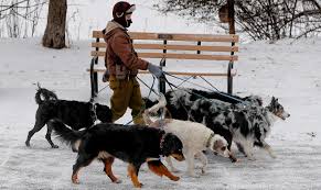 While not as available as human health insurance, there is a the following are some of the best pet insurance companies in canada from which you can get an insurance plan to suit your needs and budget. The Uber And Lyft Of Dog Walking Fight State Oversight The Pew Charitable Trusts