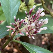Image result for Chassalia parvifolia