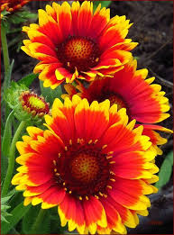 Maybe you would like to learn more about one of these? Pin On Yellow Flowers Orange Flowers For Your Garden