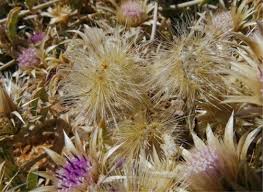 Image result for Dicoma anomala