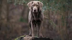 Charcoal lab puppies for sale canada. Silver Labrador Retrievers Controversy Puppy Prices More