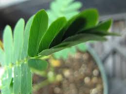 Touchy Plant Leaves Mimosa Plant Sensitive Plant