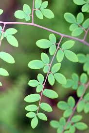 Image result for Pellaea angulosa