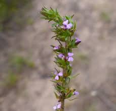 Image result for Muraltia