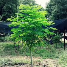Image result for Moringa oleifera