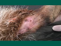 Image result for cuterebriasis in dogs