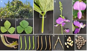 Image result for Dolichos junodii