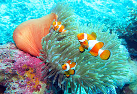 We did not find results for: Taman Nasional Wakatobi Yang Menyimpan Keindahan Bawah Laut Reddoorz Blog