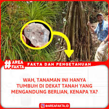 Image result for Pandanus candelabrum