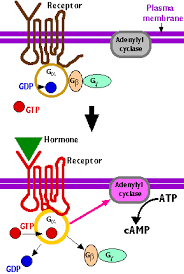 Life Cycle Of Receptors G Proteins And Second Messengers Definition Examples Camp Ip3 Pip2 Functions And More In 2020 Life Cycles Life Pharmacology