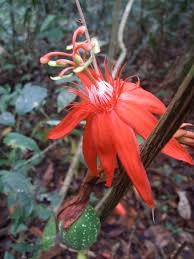 Image result for Passiflora vitifolia