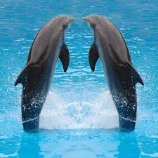 They Are Together Animals Of The World Animals Petsmart