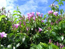 Image result for Bobgunnia madagascariensis