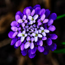 Image result for Iberis umbellata