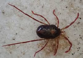 Image result for Berkheya johnstoniana