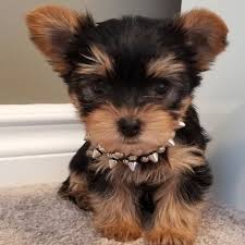 A small yorkie female is available. Login Instagram Yorkie Puppy For Sale Yorkie Puppy Yorkie Puppies For Adoption