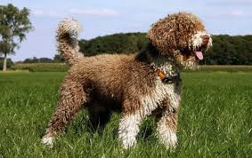 Viking Dog Names Recommendations From Experts The term 'vikings' is an old norse term for a pirate raid. viking dog names recommendations from