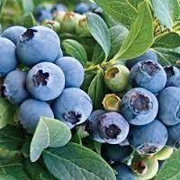 Blueberries are rich in beneficial substances, are low in calories and rich in vitamins and minerals. O Neal Blueberry Plants 12 18 Inch Bluegrass Blueberries Blueberry Plant Backyard Plants Blueberry Varieties