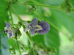 Image result for Vitex obovata