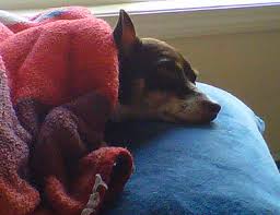 The american veterinary medical association (avma) reports that one in four dogs will develop cancer at some time in their life and that 50% of pets over the age of 10 will develop cancer. Canine Hemangiosarcoma A Cancer Of The Blood Vessels In Dogs